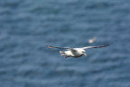 0061