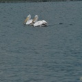 DSC 0609-1-013